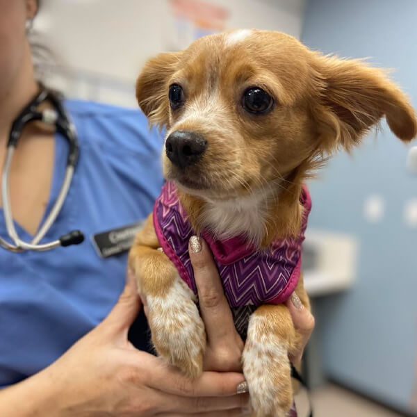 Holding Small Dog In Hand