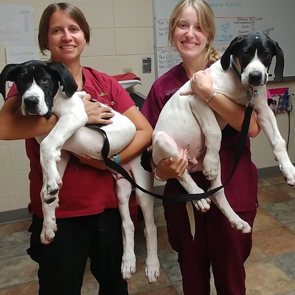 Twin Dogs Twin Dogs