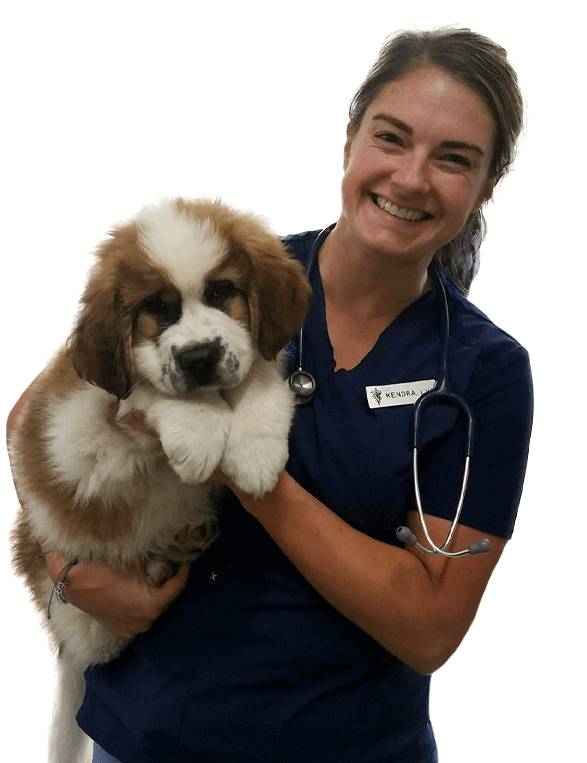 Holding Fluffy Small Dog