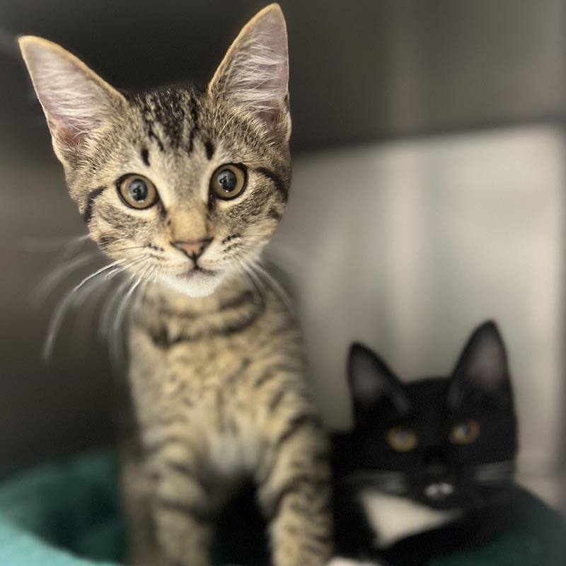 Cats Lying Together In A Crate