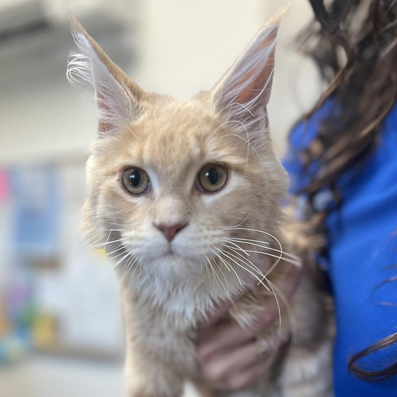 Close Up Of Cat Being Held By Vet Tech