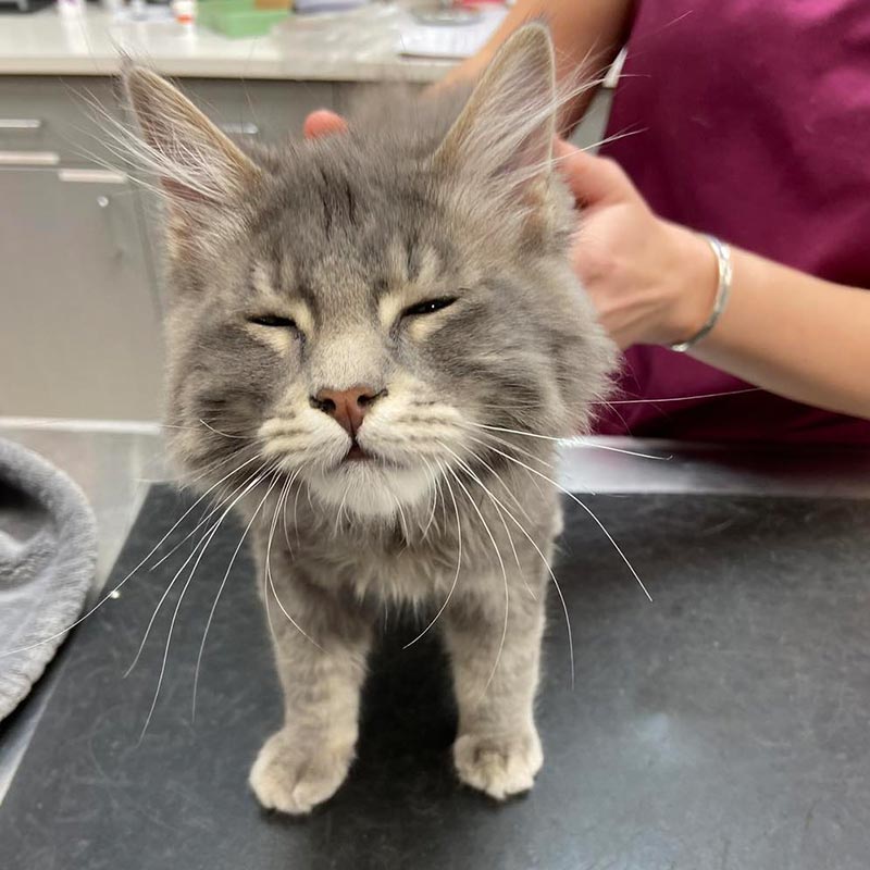 Close Up Of Sleepy Cat On Exam Table