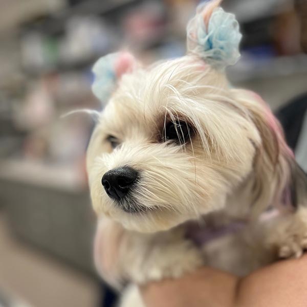 Close Up Of Small Dog With Ribbons