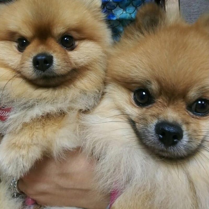 Close Up Of Two Fluffy Dogs