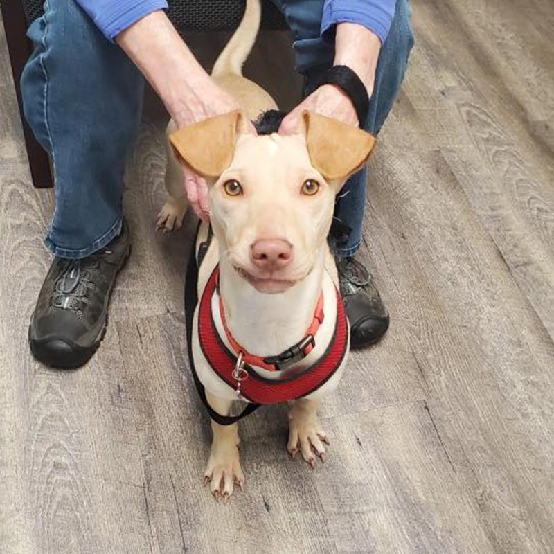 Cream Colored Dog Wearing Red Hardness Standing Between Owners Legs