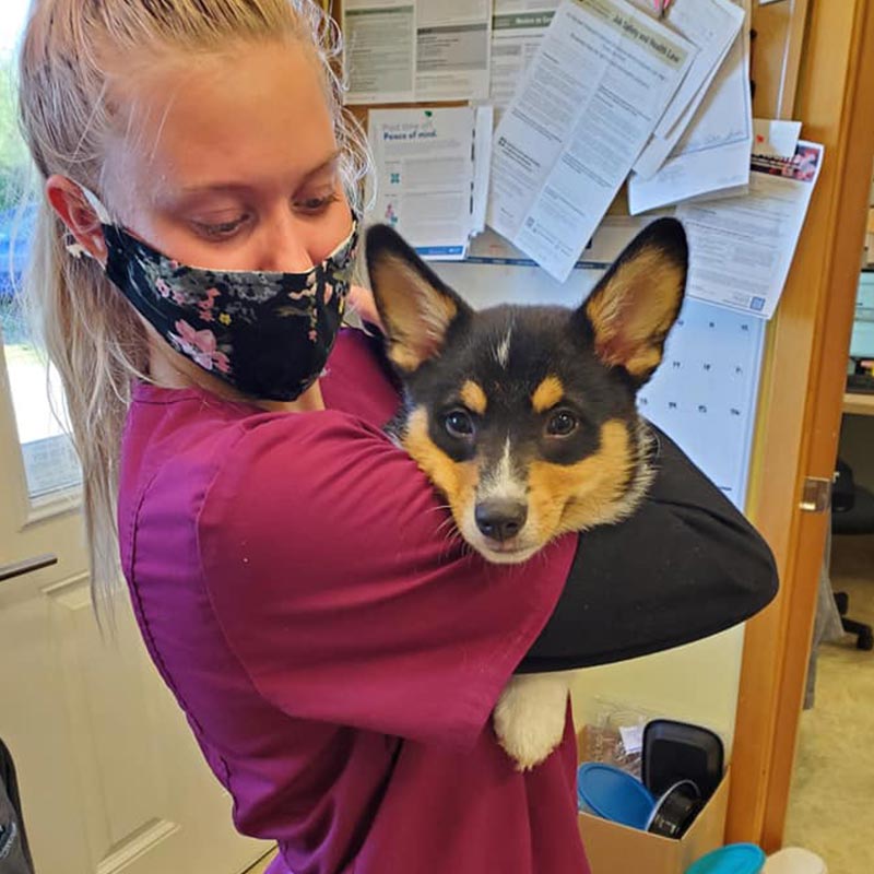 Staff Member Holding Corgi In Arms