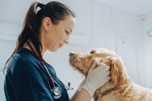 Vaccinations at Blue Mountain