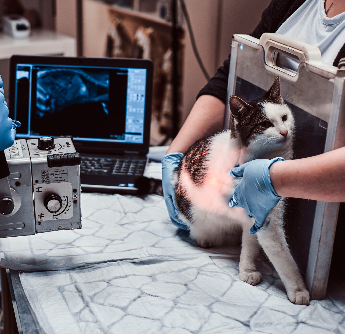 Veterinarians Make X Ray Sick Cat On A Table In A Veterinary Clinic. cat getting an xray