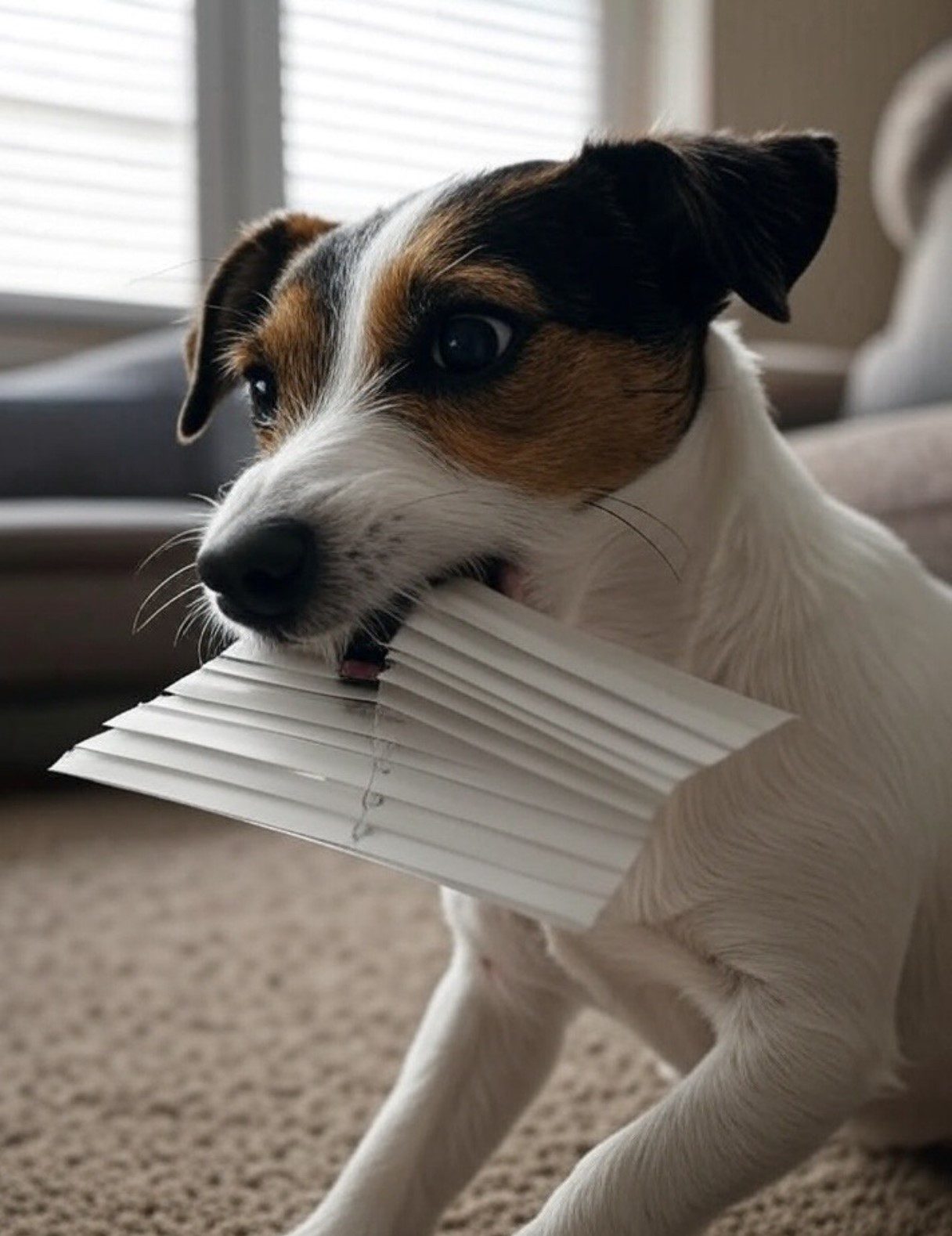 Dog Anxiety Dog Anxiety