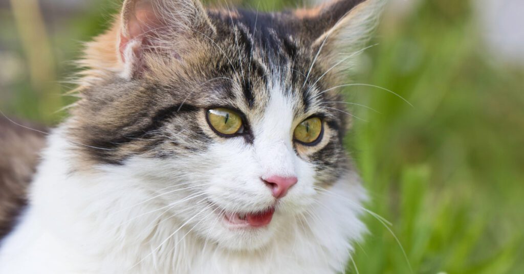 close up of cat wheezing while outside