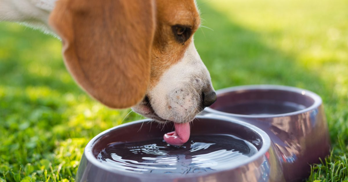 close up of beagle dog drinking water a lot