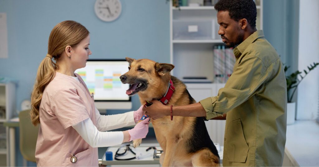 male owner holding German shepherd dog while female vet examines his leg at clinic