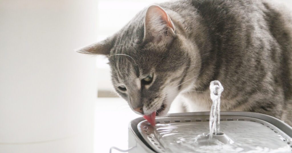 gray cat drinking water from water fountain