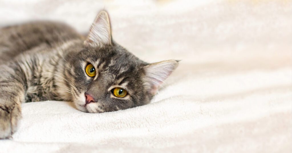 cat laying on the blanket while in pain