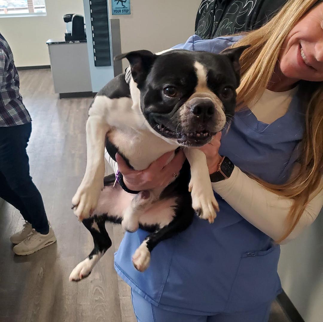 Happy smiling dog
