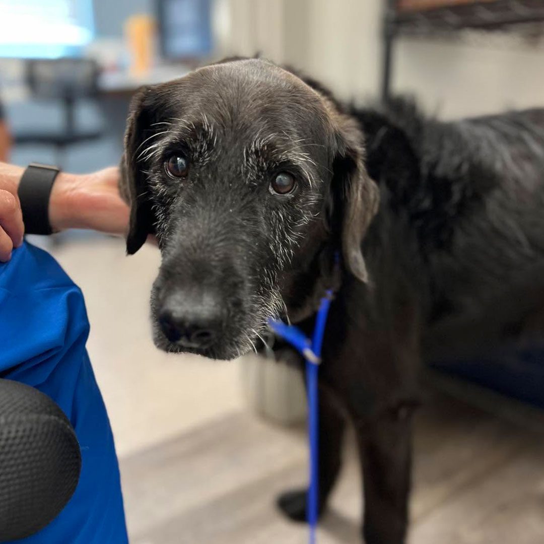 senior black dog wearing blue leash getting pets indoors